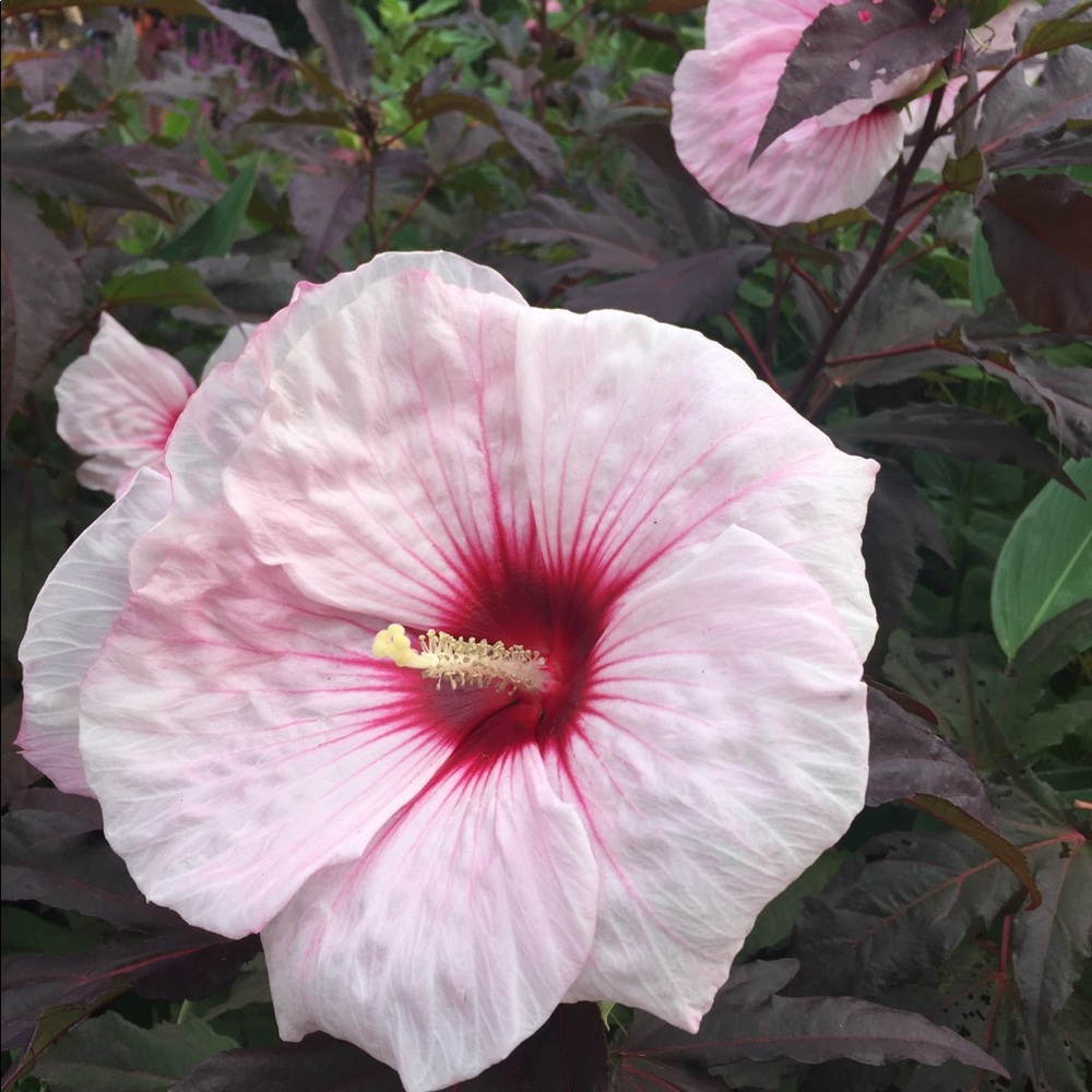 Meet your Posher, Bela